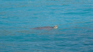 Turtle in Tobago Cays.